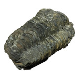 1 Trilobite Especial Pieza De Colección Natural Autentico