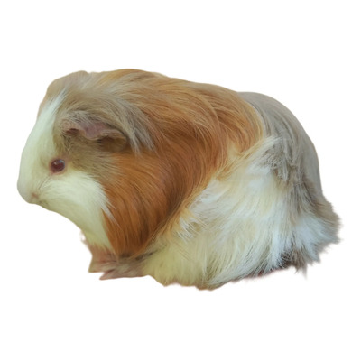 Porquinhos Da India Sheltie | Parcelamento sem juros
