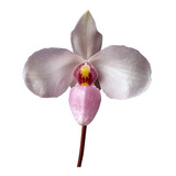 Planta Adulta Orquídea Rara Exótica Sapatinho Paphiopedilum