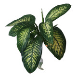 Planta De Interior Dieffenbachia Tropic 70 Cm 