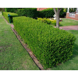 Boj Buxus En E. 04 Lts P/cercos Bajos O Cerco Vivo De Pileta