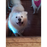 Lindos Cachorros Samoyedos  