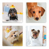 Kit 4 Quadros Decorativos Pet Shop Cachorro Gato Placas 0012
