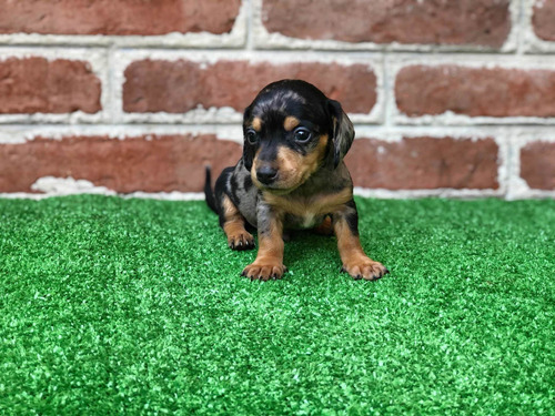 Cachorro Salchicha Merle/arlequín