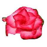 10 Sementes De Rosa Do Deserto Rosa Dobrada 