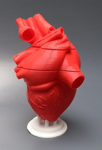 Corazón Anatómico Con Imanes Rojo - Escala Real - 3 Partes
