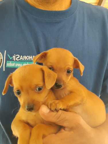 Cachorras Pinscher 