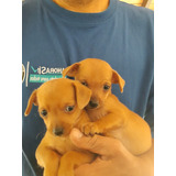 Cachorras Pinscher 