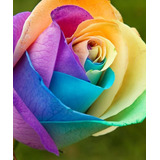 100 Semillas De Rosa Multicolor Arcoiris Perfumada Más Envío