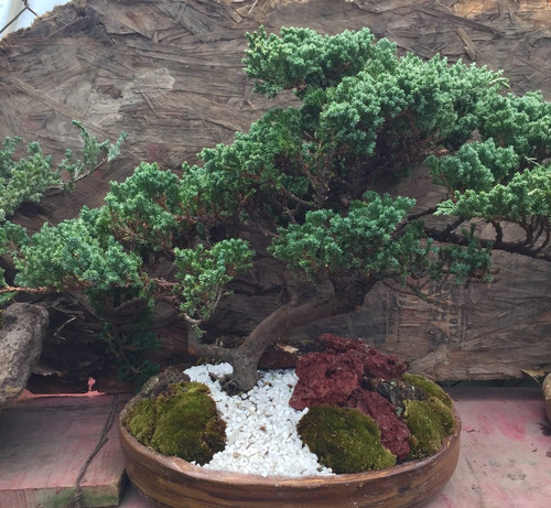 Bonsai Junípero En Maceta Ovalo O Maceta De Piedra