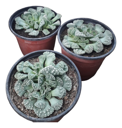 Suculenta Titanopsis Calcarea Mac. 9. Cactus Colección