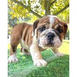 Cachorros Bulldog Ingles Inscritos Criadero Vom Hause Hoger