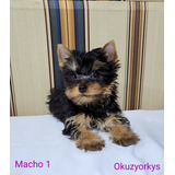 Cachorros Yorkshire Terrier Con Pedigree Internacional 