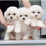 Bonitos Bichon  Frise Cachorros