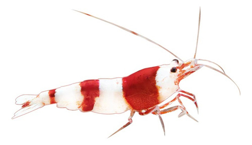 Gamba Caridina Crystal Red X 3 - Unidad a $24218