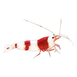 Gamba Caridina Crystal Red X 3 - Unidad a $24967