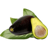 Árbol Aguacate Criollo 100% Organico