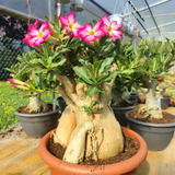 50 Semillas Rosas Del Desierto Adenium + Kit Germinación