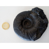Fosil De Caracol Amonita Negra Medida 11cm Por 10cm Y 410 G