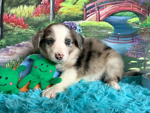 Hermosos Cachorros Border Collie, Línea Belleza, Rk Puppies 