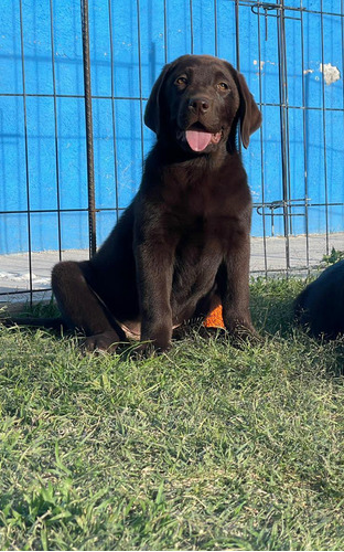 Hembra Labrador Chocolate. Padres Registro