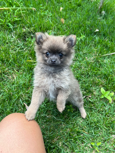 Chihuahua Pelo Longo Fêmea