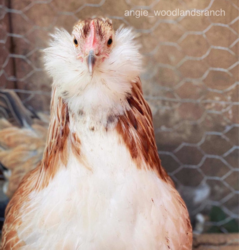 Gallinas Barbonas De Doble Propósito-faverolles