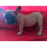 Cachorros Bulldog Francés Fawn Perros Disponibles En Venta