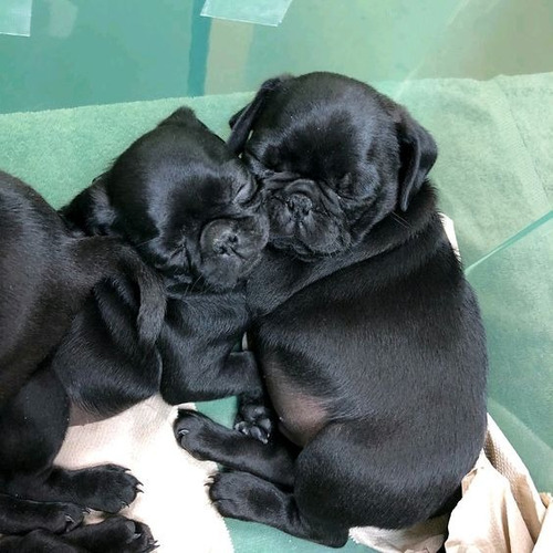 Cachorro Pug Carlino Negro 26