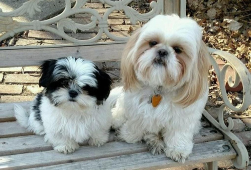 Shih Tzu Amistoso Y Juguetón.