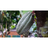 50 Semillas De Cacao Blanco ( Germinacion Rapida )