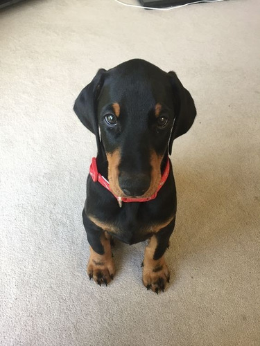 Cachorros Doberman Perrito Doverman Puppy Dobermen