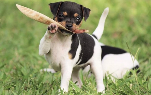 Terrier Brasilero , Mejor Del Sitio 15