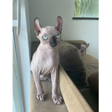 Chandon Filhote Sphynx Elf Macho Gato Pelado Linhagem Russa