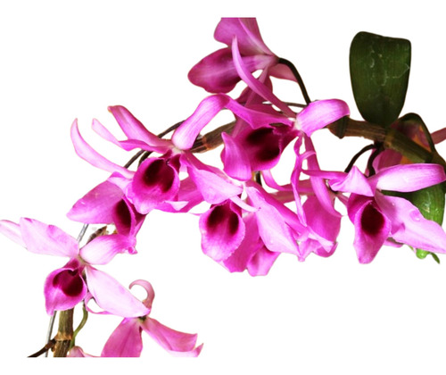 Orquídea Dendrobium Anosmum Tipo - Pré Adulta No Cachepô