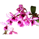 Orquídea Dendrobium Anosmum Tipo - Pré Adulta No Cachepô