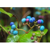 15 Sementes Fruta Rarissima Cereja Porcelana Ampelopsis