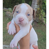 Cachorro American Bully Macho Blanco Animal Pets Colombia 