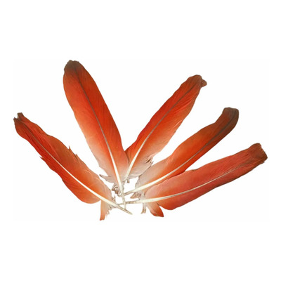 Pluma De Loro Africano Ekodide Yoruba (1 Pza) | Envío gratis
