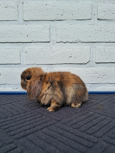 Conejito Mini Lop, Belier, Orejitas Caídas 