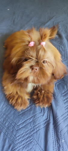 Filhotes Shitzu Shih-tzu Fêmea 