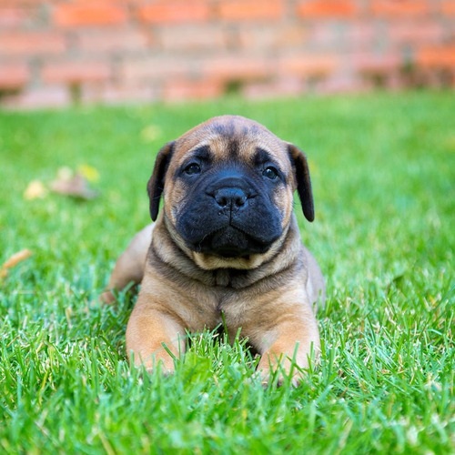 Bullmastiff Cachorro Bullmastiff Perros Dog Disponible