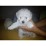 Hermosos Cachorros French Poodle 