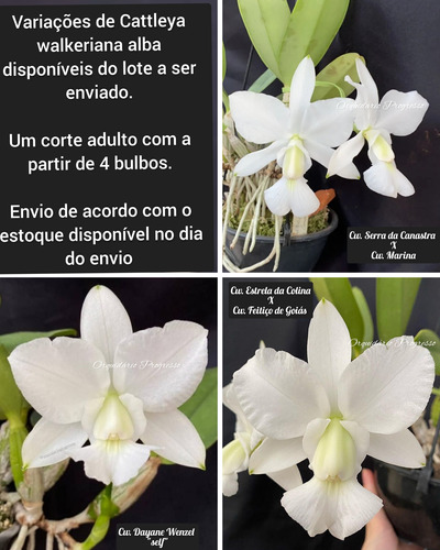 Orquídea Cattleya Walkeriana Alba - Corte Adulto