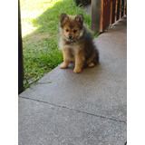 Hermosos Cachorros Mini Raza Pomeranian Spitz Alemán 