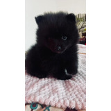 Pomerania Mini Lulu Negritos 