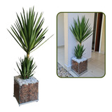 Planta Yucca No Vaso Cachepot De Vidro Com Rodinhas - Só Sp