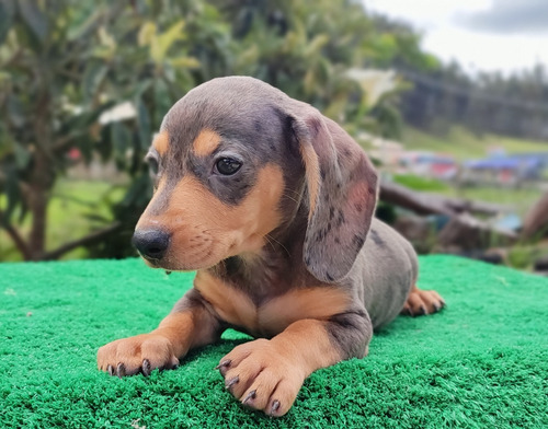 Cachorra Teckel Arlequín (salchicha)