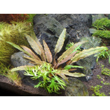 Cryptocoryne Undulata