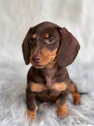 Mini Teckel Chocolate Hembra Perro Salchicha Cachorro